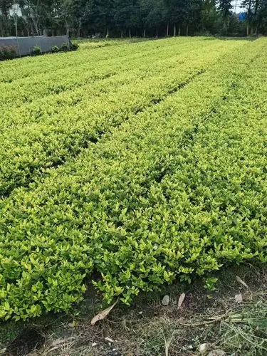 想在园林行业一展才华？了解这些面试问题，事半功倍！