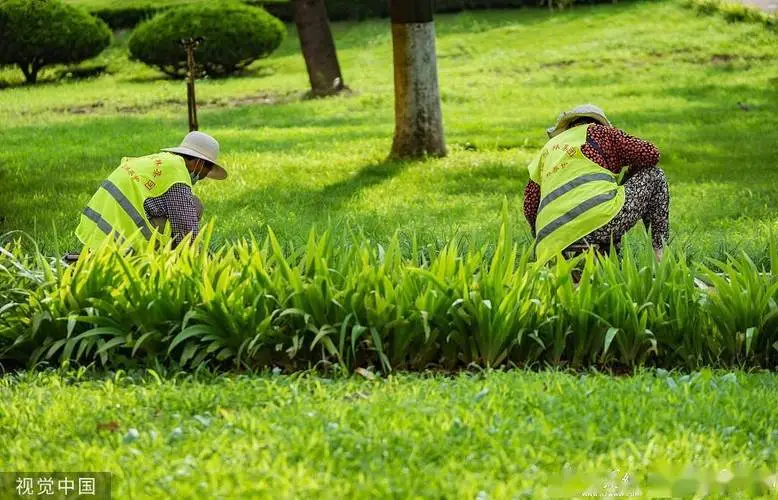 奉化城市绿化带植物叫什么