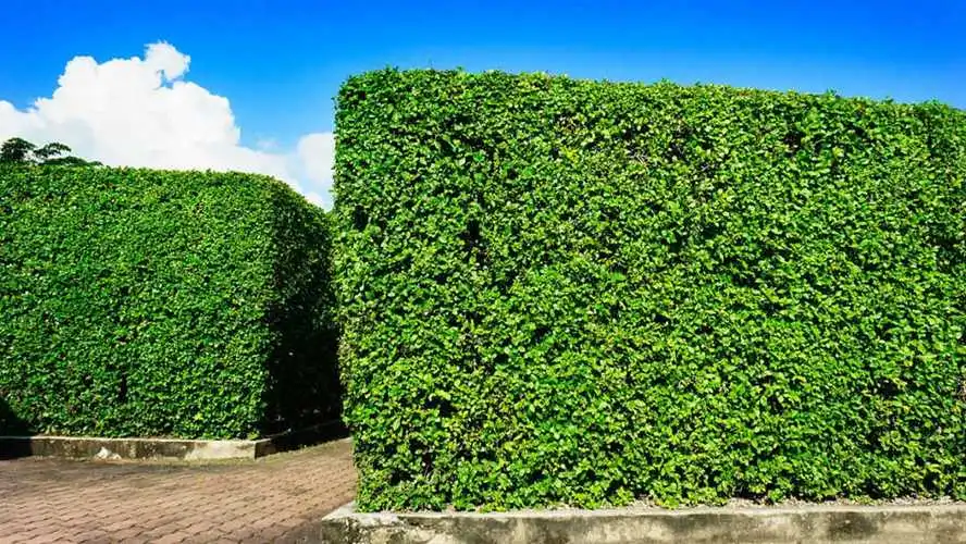 版纳植物园第23期园林园艺技工培训班结束